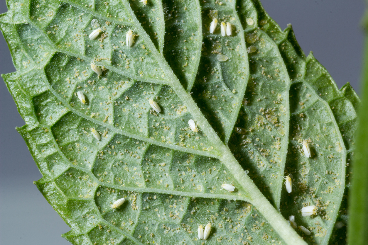 Whiteflies and whitefly eggs on the underside of a leaf.