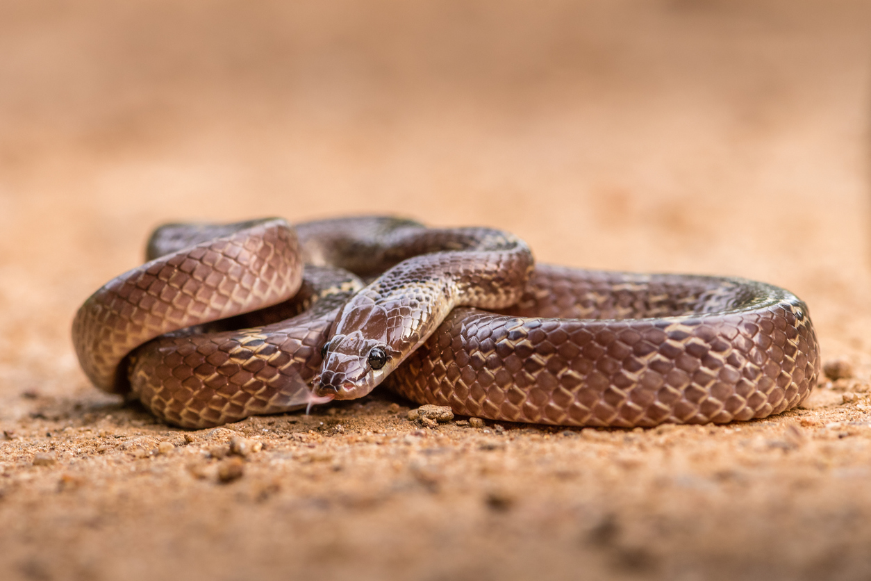 Young Black Rat Snake