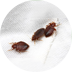Reddish brown oval-shaped bug