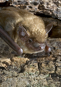 Bat Control: Removal of bats and entry points