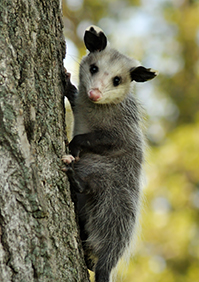 Opossum Control and Protection