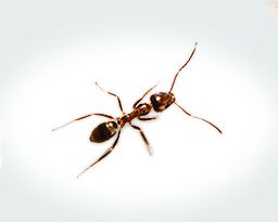 Argentine Ants