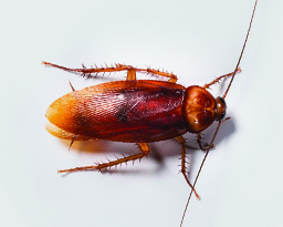 American Cockroaches