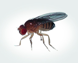 What Attracts Fruit Flies How to Catch Them How Long They Live