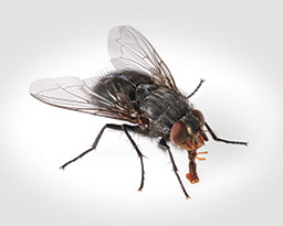 House Flies: What They Eat & Drink & How to Prevent An Infestation