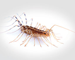 house centipede larva