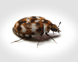 Varied Carpet Beetles