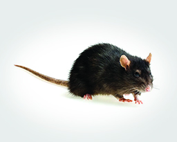 How To Get Rid Of Norway Rats Identify A Rat Infestation More