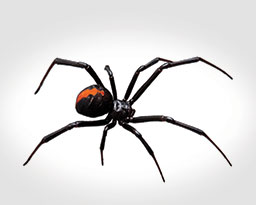 Black Widow Spiders: Facts & Extermination Information