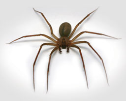 Brown Recluse Spiders