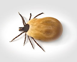 Brown Dog Ticks