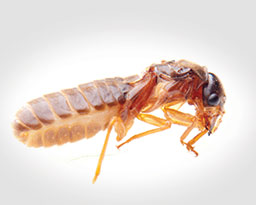 Drywood Termite Facts How To Identify A Drywood Termite Infestation