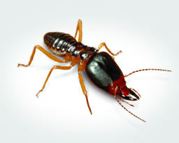 Formosan termites on sale