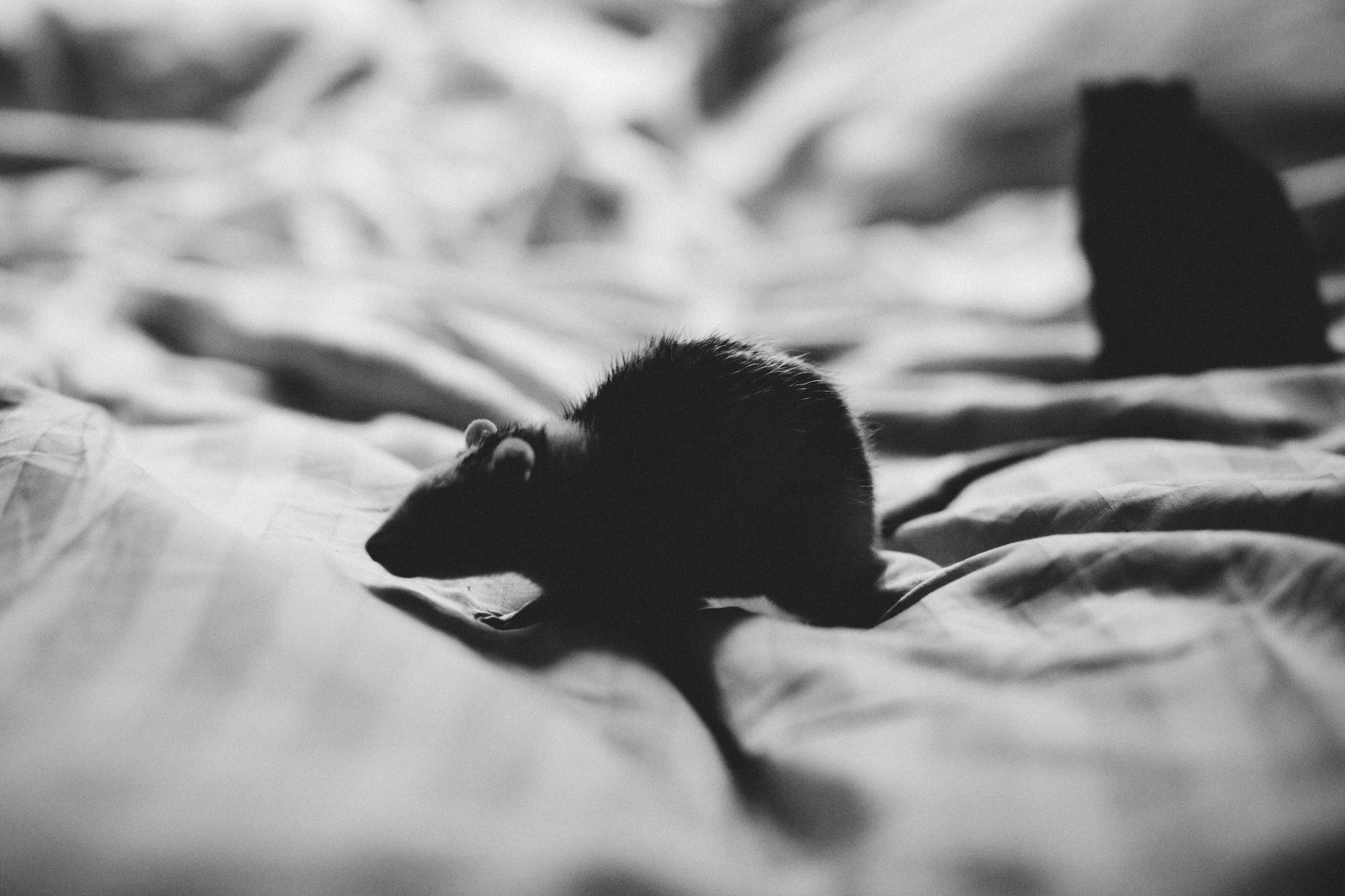 Three Pests Wreaking Havoc on Your Health