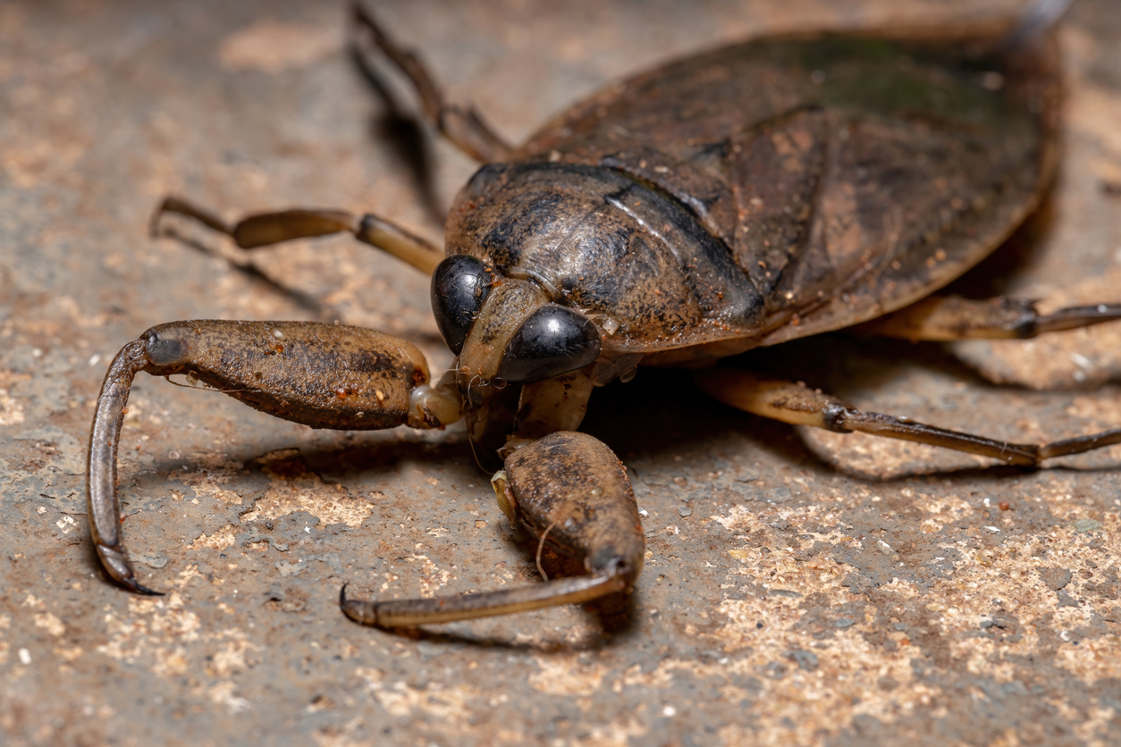 Why a “Water Bug” Isn’t The Pest You Think It Is