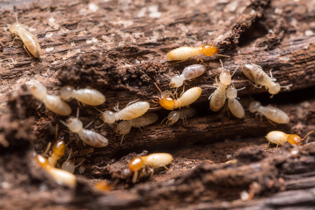 Firewood Foes: Signs You Have Termites or Carpenter Ants in Your Logs