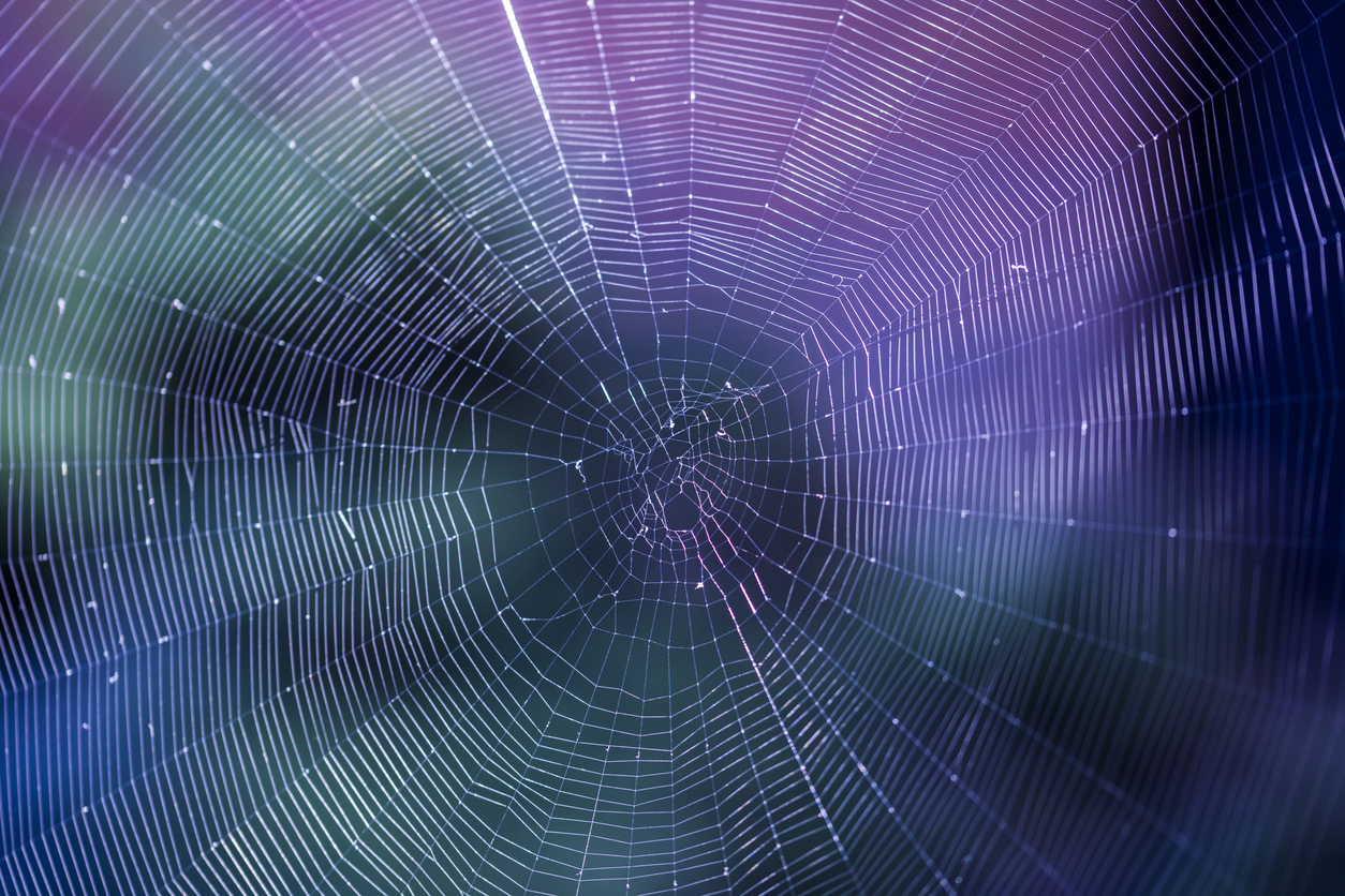 Spiders Might Be Helpful & 10 Other Startling Spider Facts