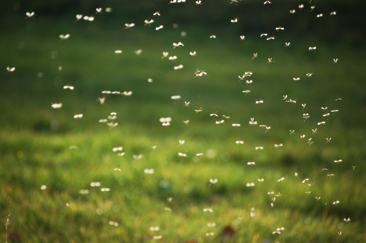 What Attracts Mosquitoes? You're Accidentally Attracting Them