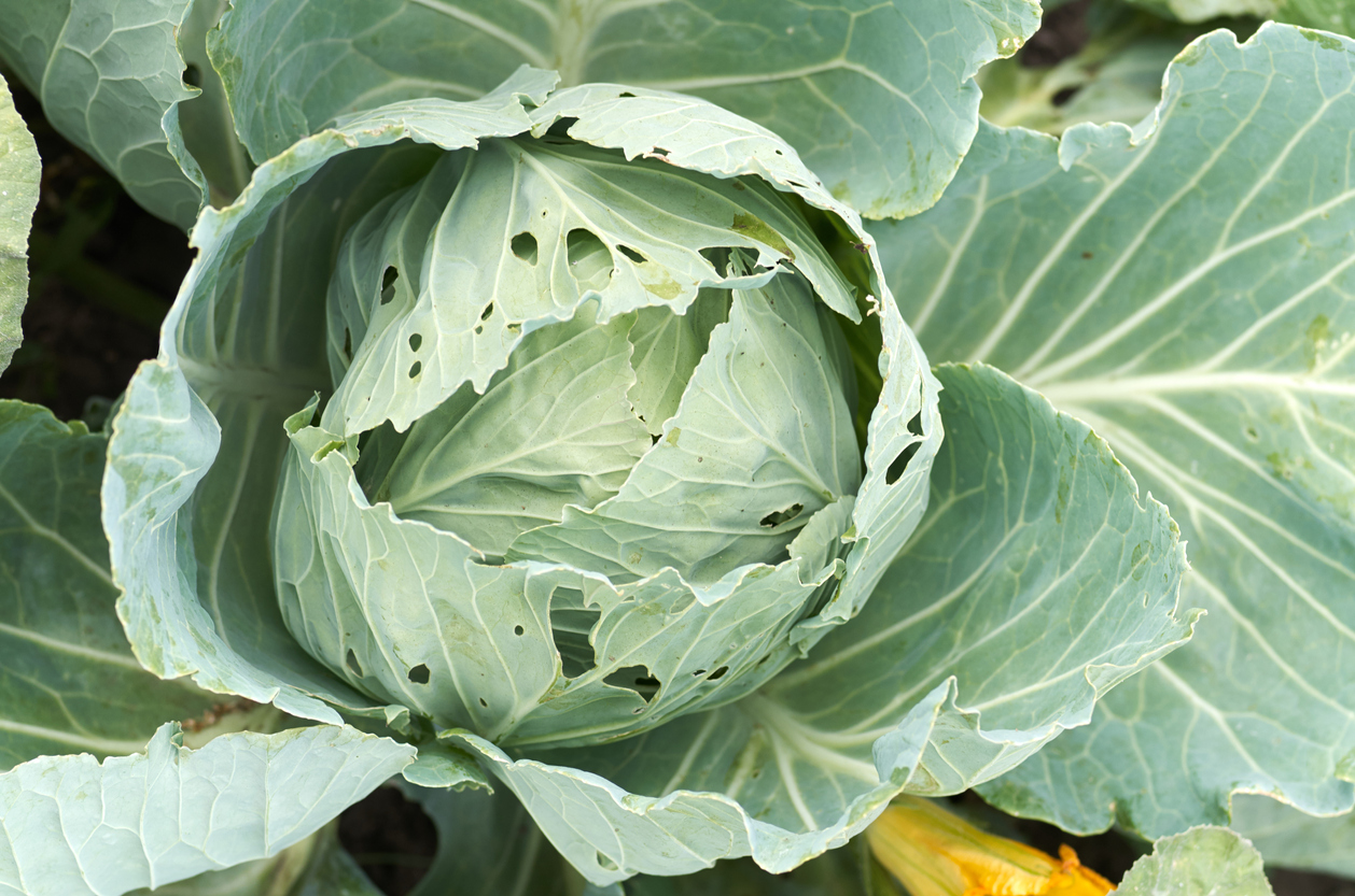 The 4 Fall Pests That’ll Ruin Your Autumn Garden Harvest — and How to Prevent Them