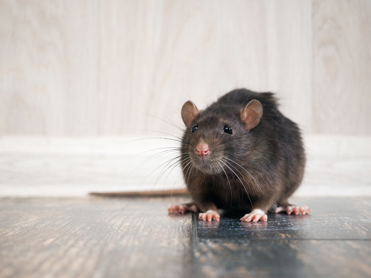 How to Avoid a Ratpocalypse in Your Home