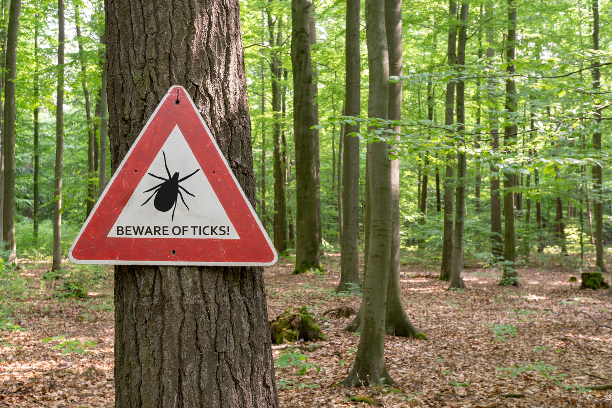 Steer Clear of Lyme Disease This Fall