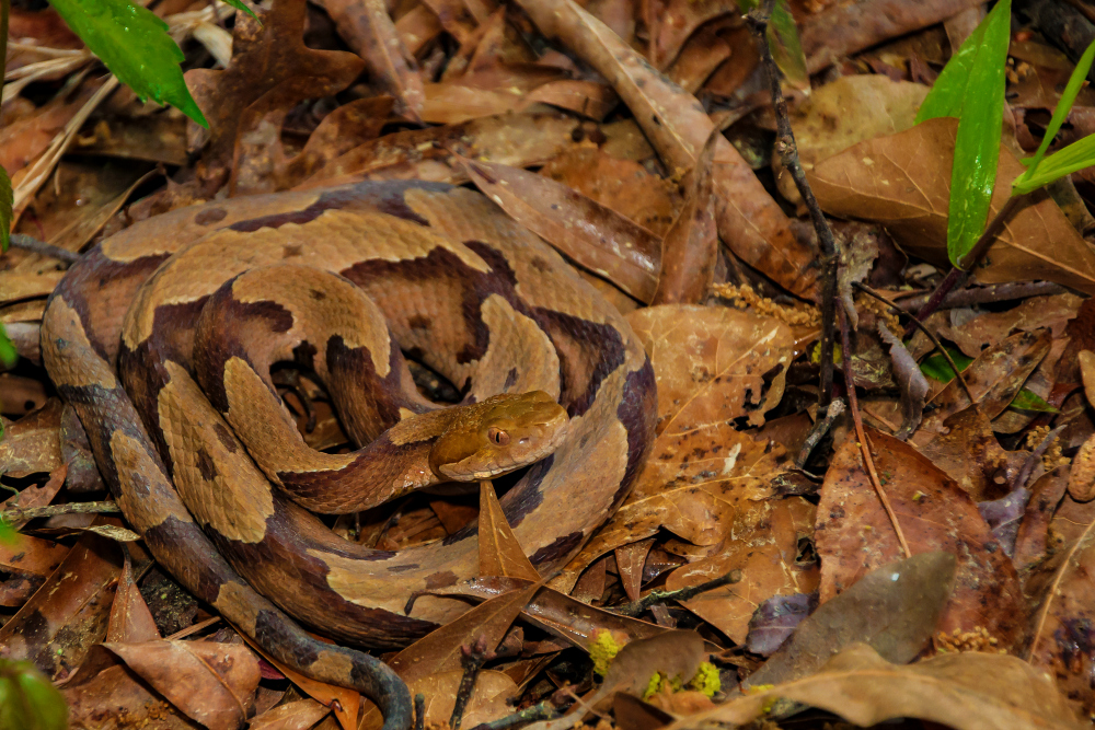 'Tis The Season For Snakes!