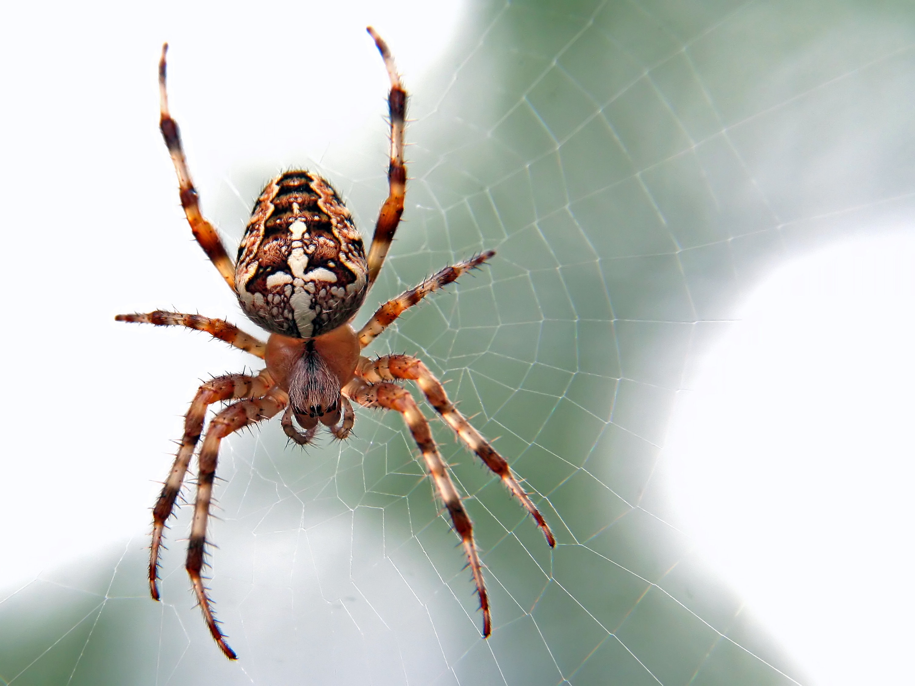 8 Unknown Facts About Our 8 Legged Friends