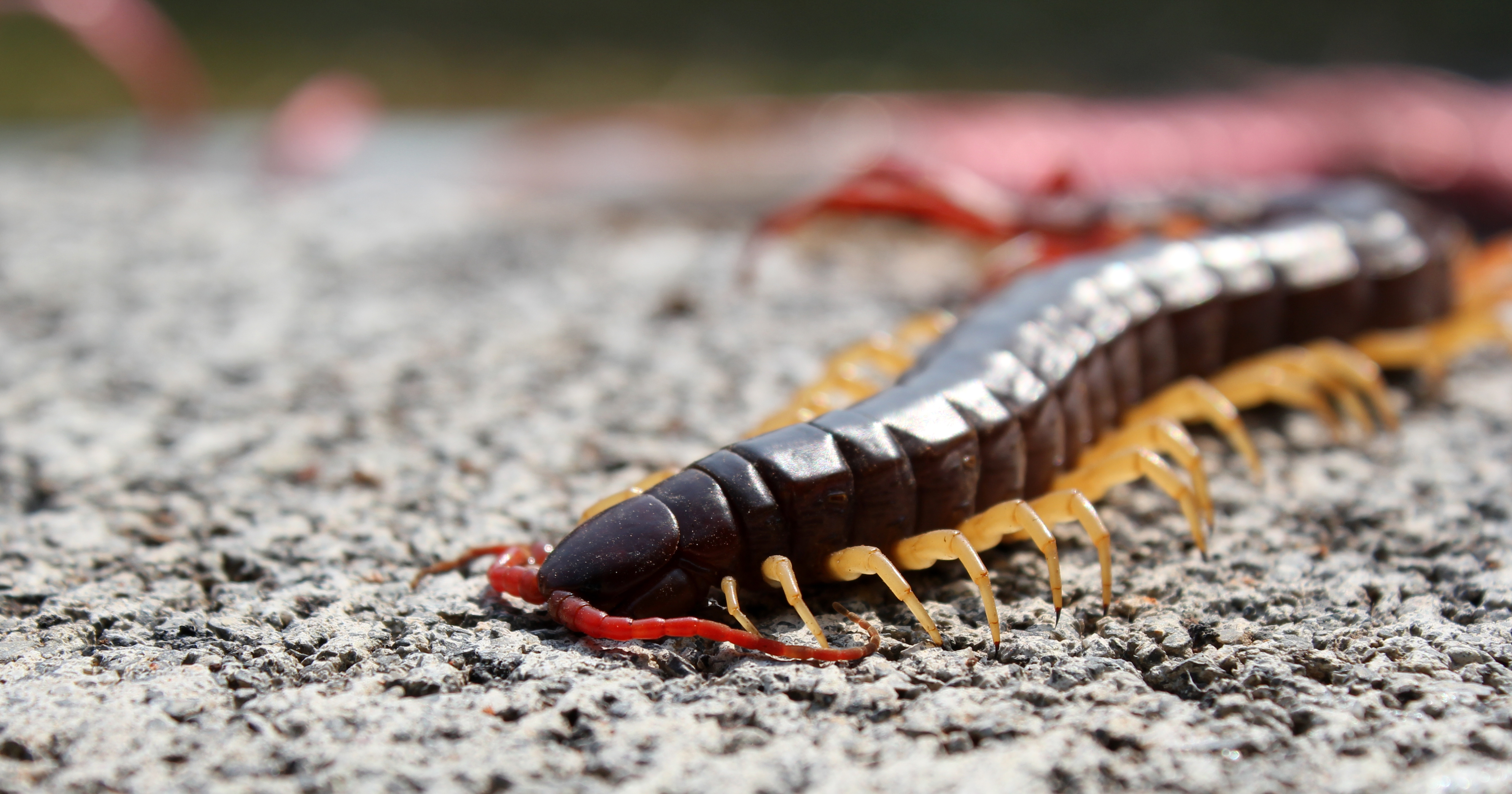 Night Crawlers: When You Sleep, They Come Out to Play