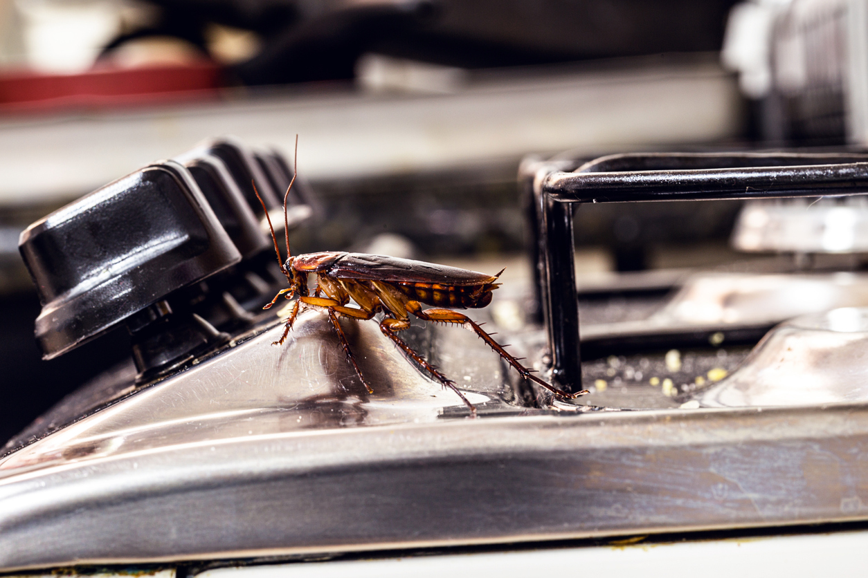 The Special With a Side of… Bug? How to Keep Your Restaurant Pest-Free
