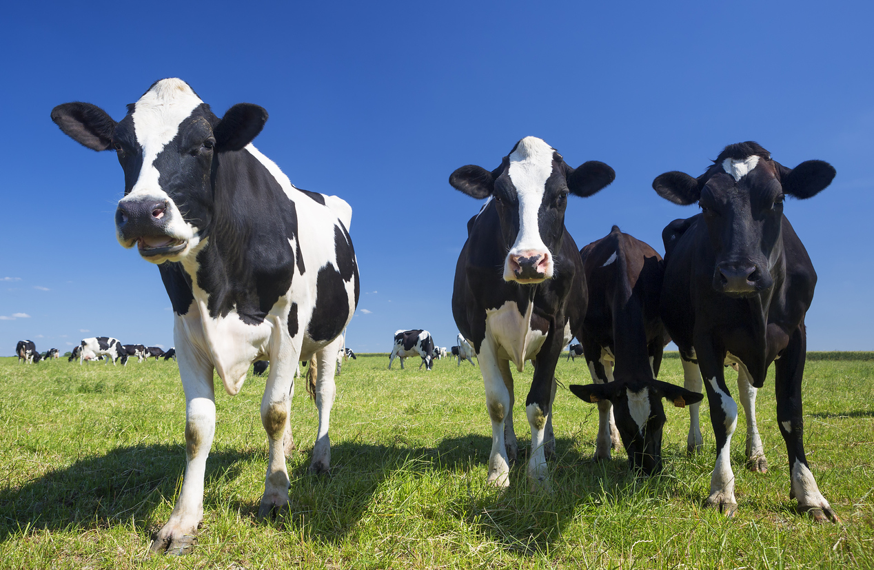 Lone Star Ticks: Love Meat? Meet the Scariest Ticks in Texas