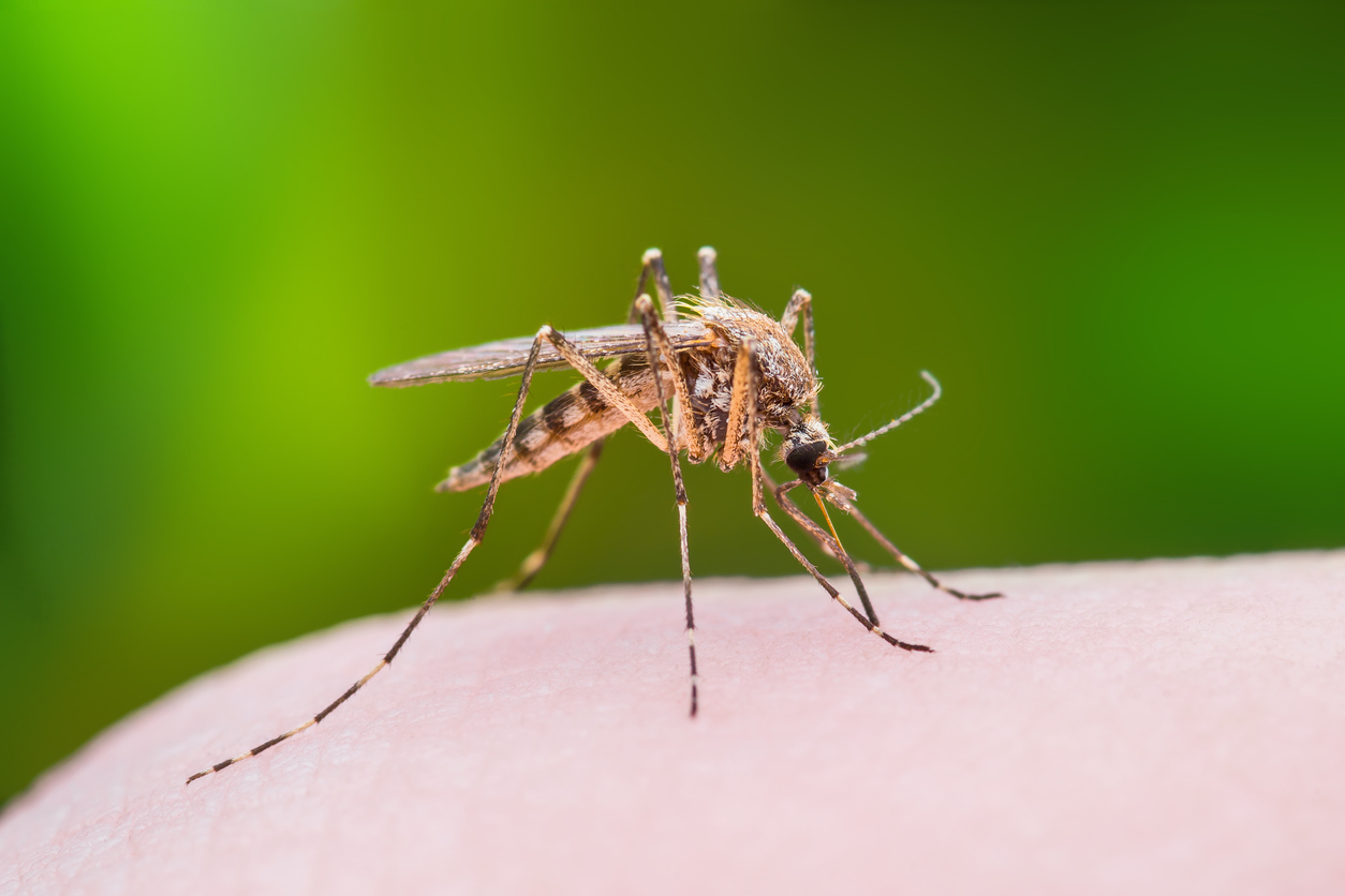 Protect Your Family from Mosquito Bites