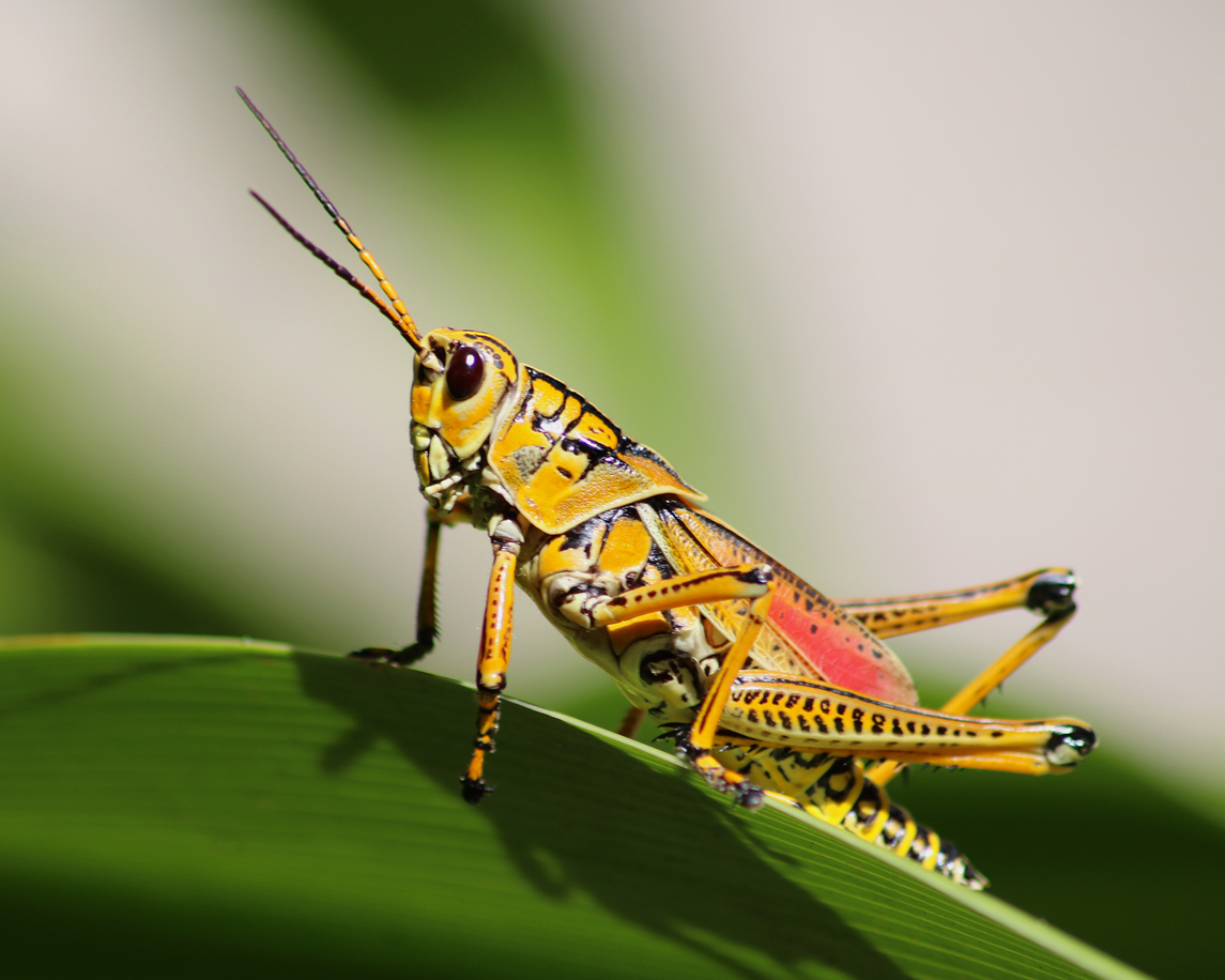 Can You Tell These Bugs Apart? 10 Bugs That Look the Same