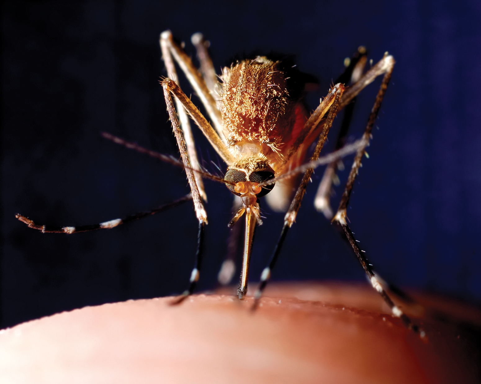 Close up of a mosquito feeding.