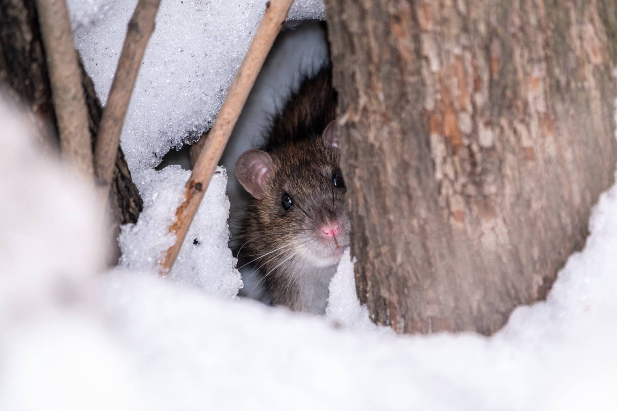 How Mice and Rats Stay Warm in the Winter
