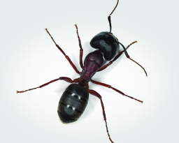 Ant Control Services