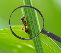 Find Facts About Pests in Our Pest Library