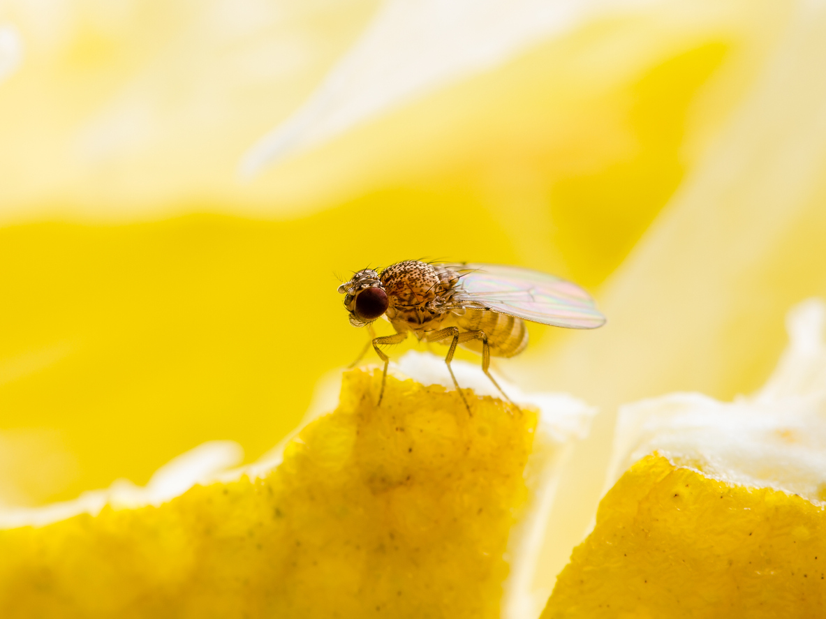 How to Spot Fruit Flies, Drain Flies, and Fungus Gnats
