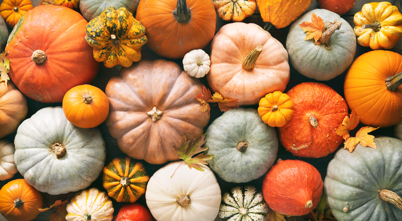 How to Preserve Your Pumpkins This Halloween 