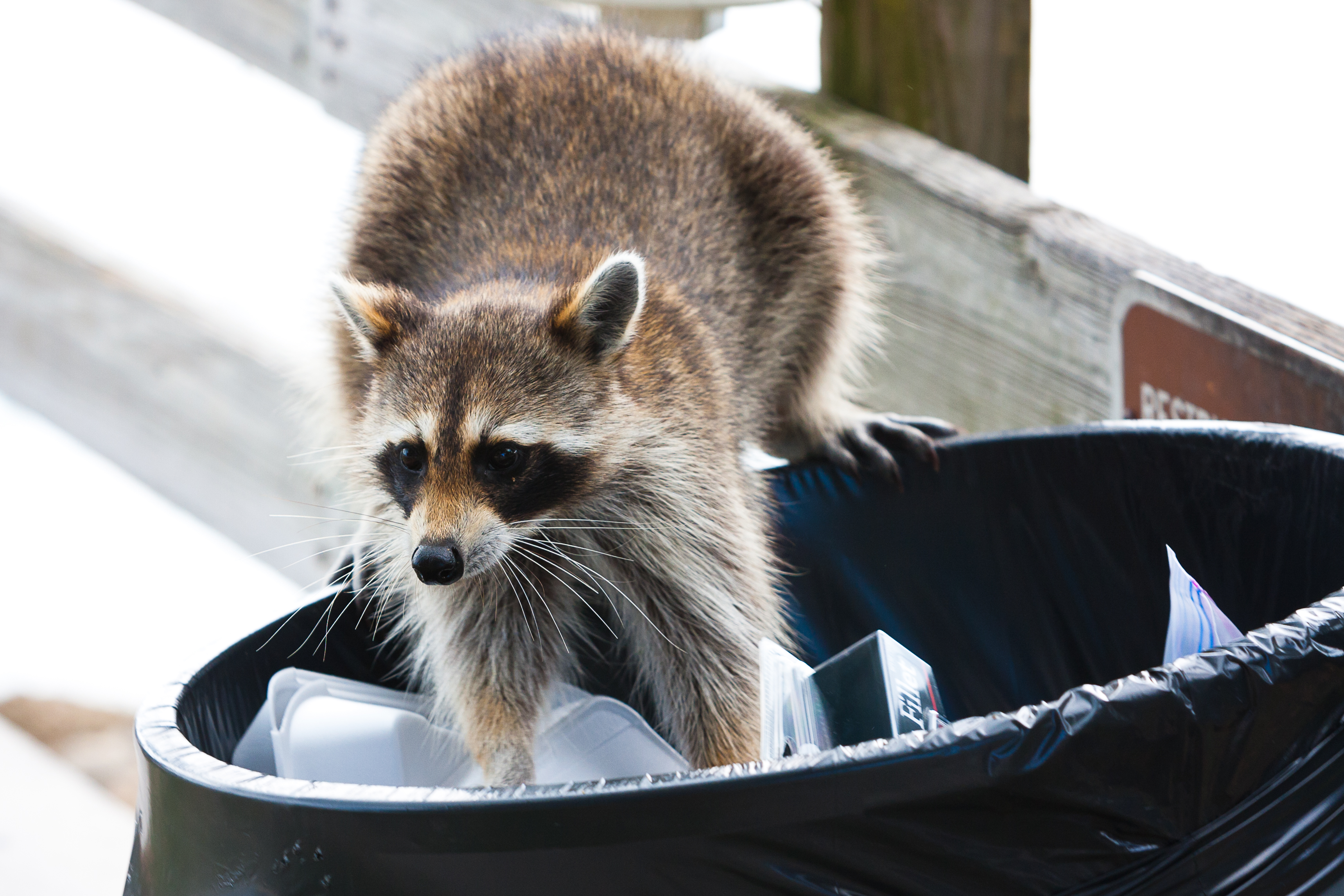 Bad Reputations: Are Raccoons All That Bad?