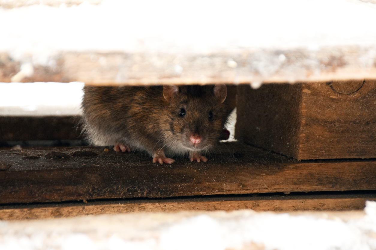 Watch Out for the Love Bug: Protect Your Home From Rodent Infestations