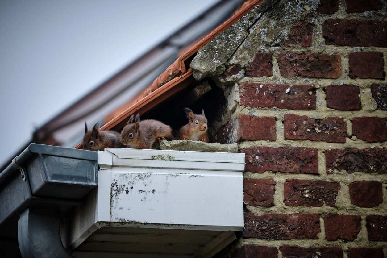Spotting and Preventing Squirrel Damage in Your Home