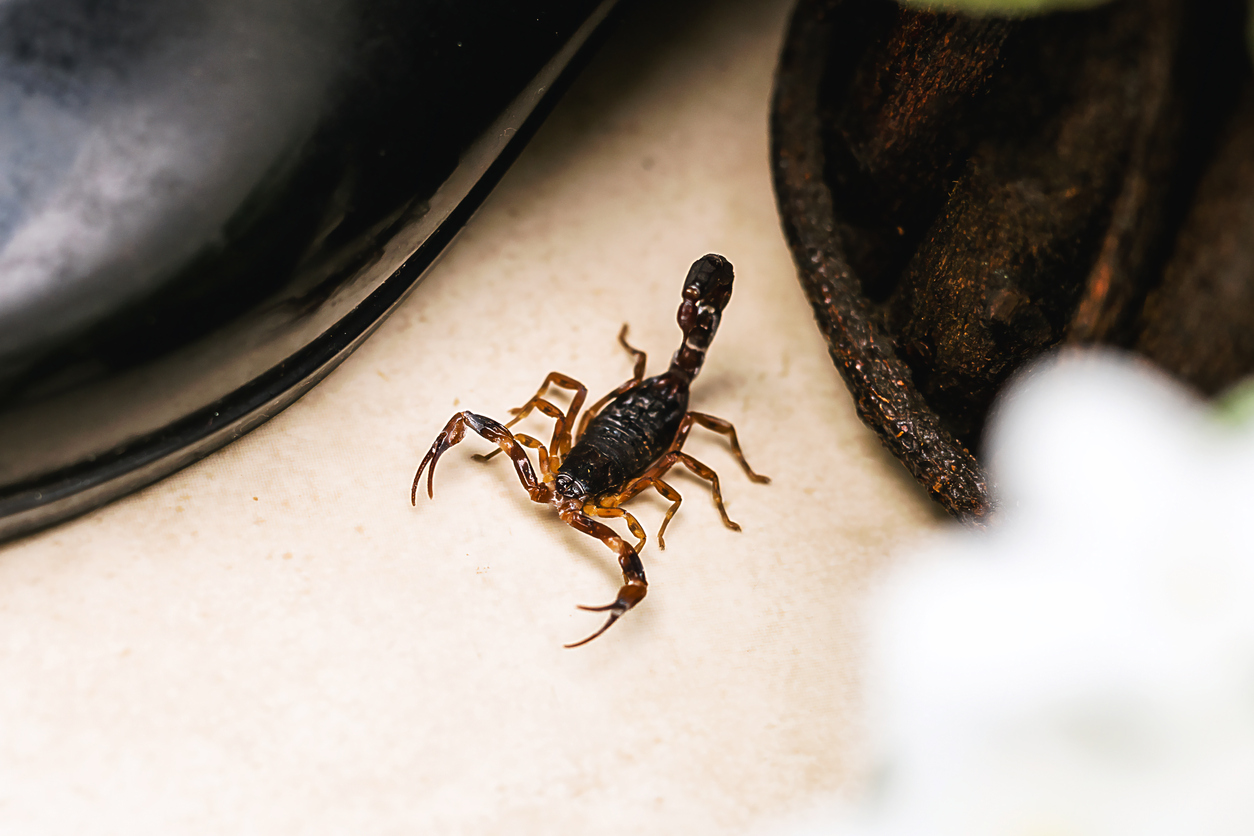 Fact or Fiction? Here’s the Real Truth on How To Handle Scorpions