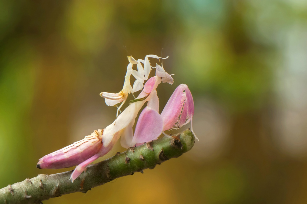 Camouflaged Bugs: How Insects Use Mimicry as Disguise
