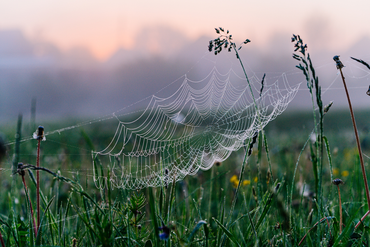 A Guide to Spider Webs (and the Spiders Behind Them)