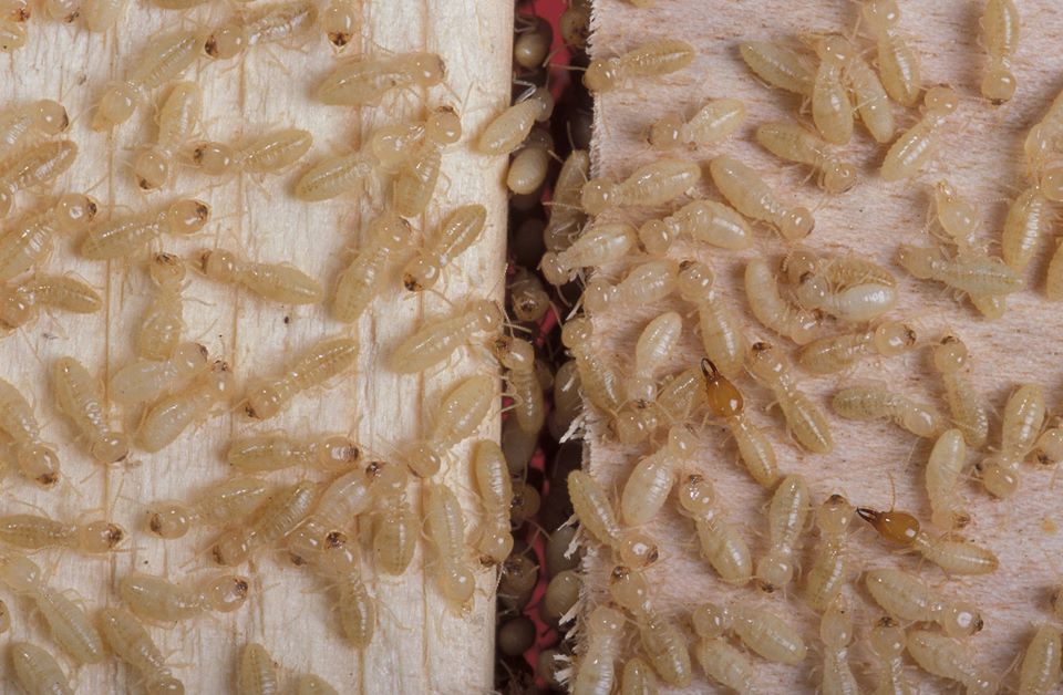 Don’t Let Termites Take a Bite Out of Your Home
