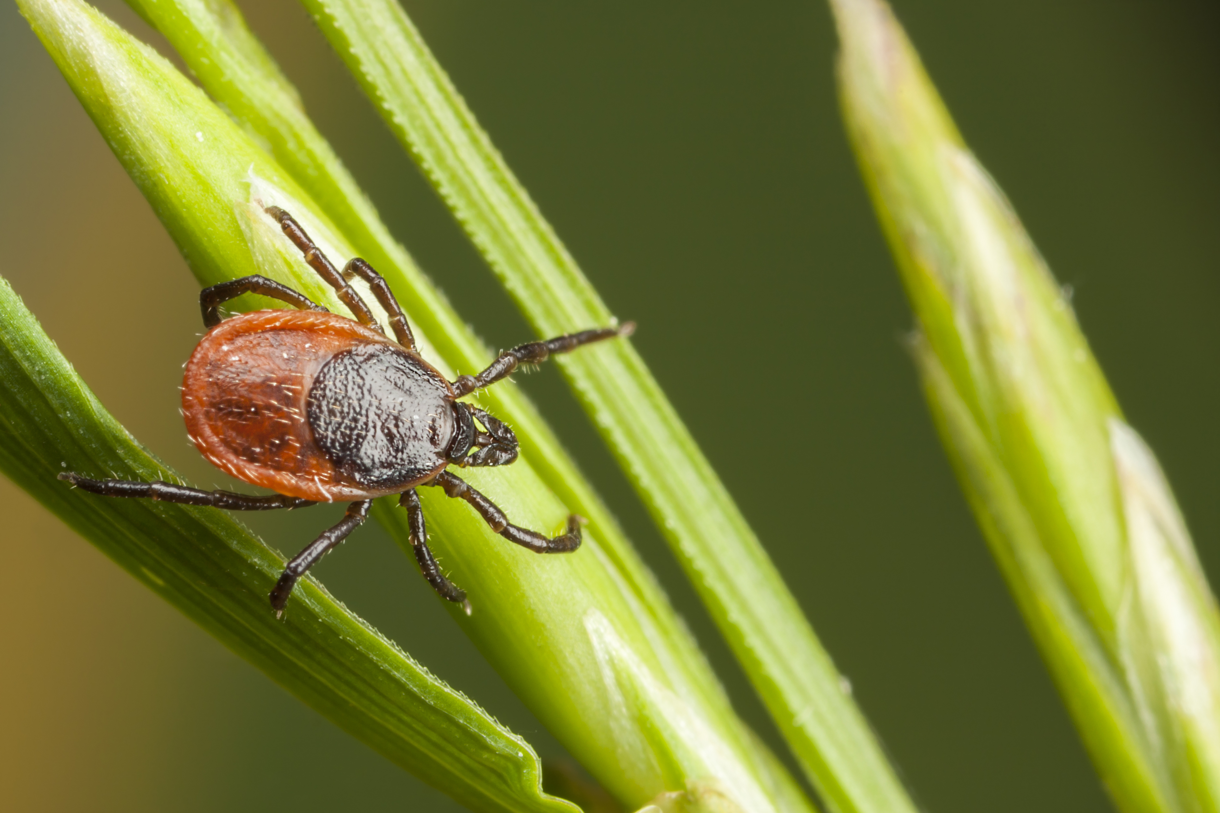 Take Immediate Precautions to Guard against Potential Tick Bites