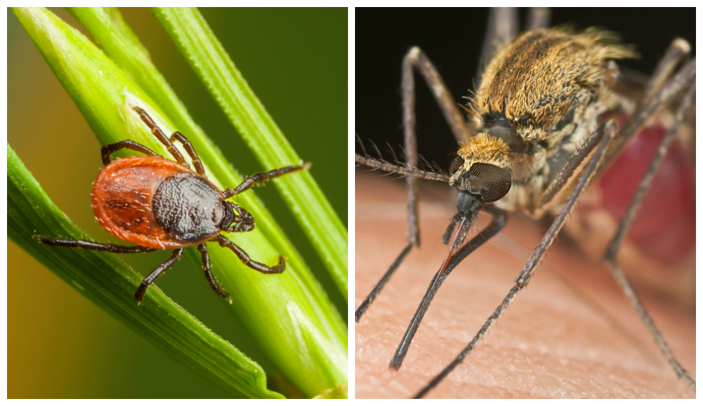 Top 10 US Cities with the Greatest Risk for Vector Pests